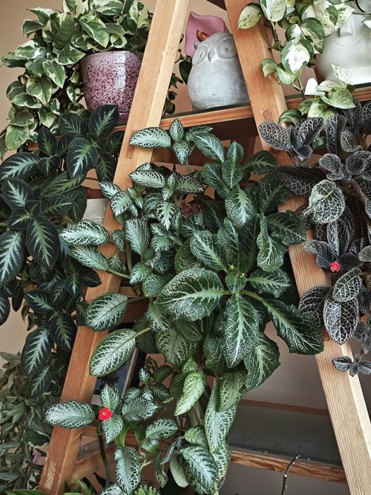 Еписции- четири вида