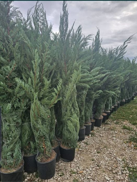 Leylandii tuia pin mestecan tei