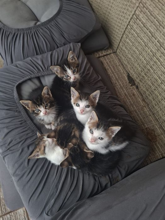 7 suflete mici caută o casă plină de iubire