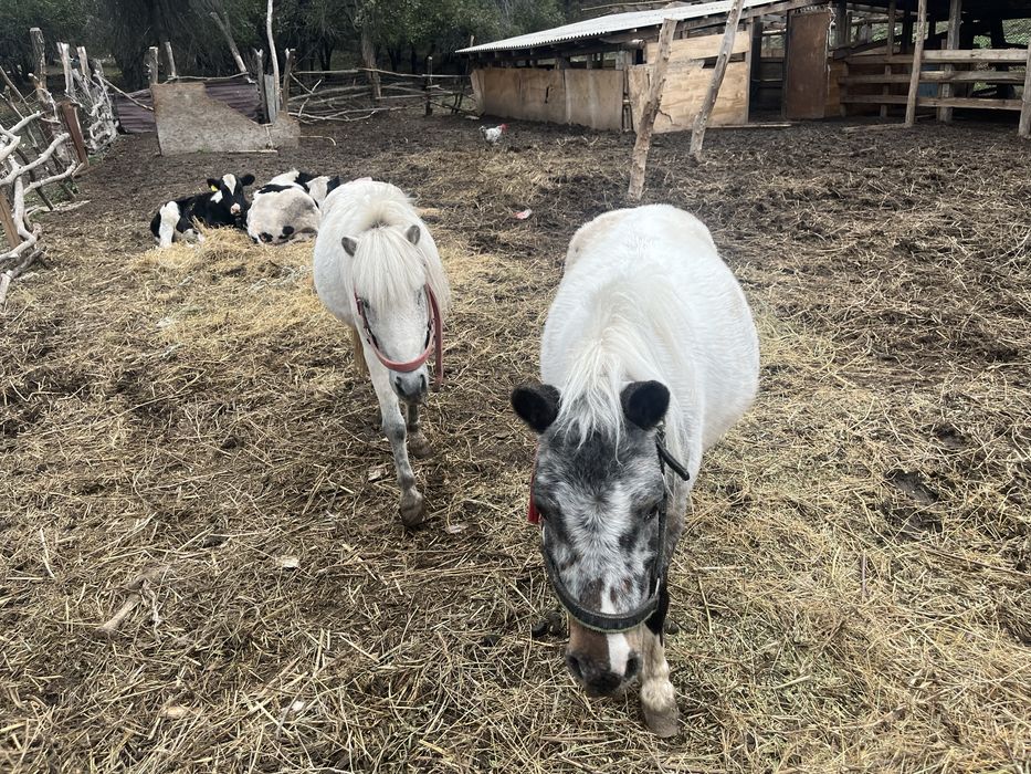 Пони сатам срочна ағыр мен бие скоро туады