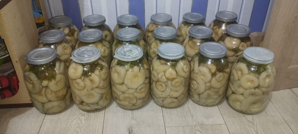 грибы грузди продам