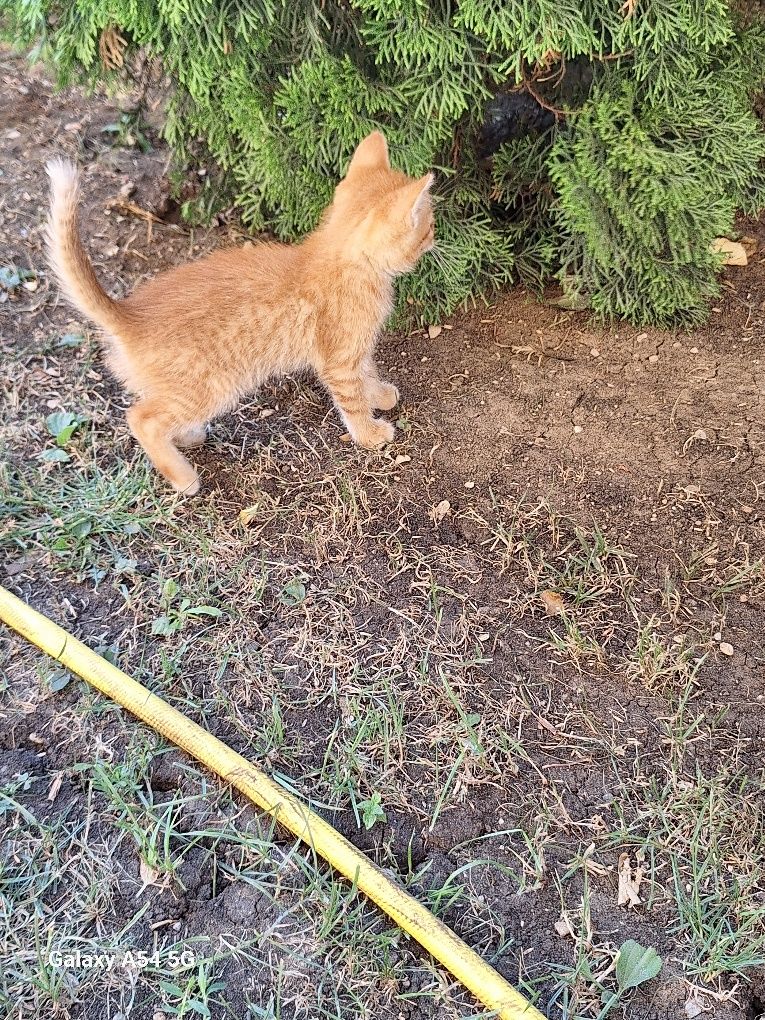 Se da spre adopție un pui de pisica portocalie .