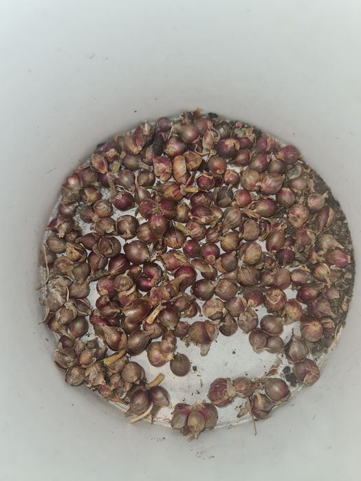 Usturoi elefant , si ceapă egipteană umblătoare perenă disponibil