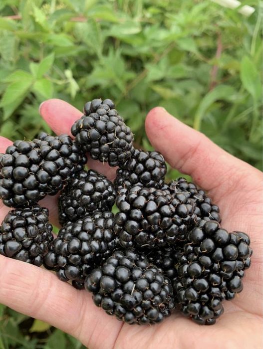 Саженцы колючая ежемалина