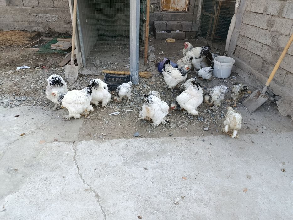 Брамалар сотилади