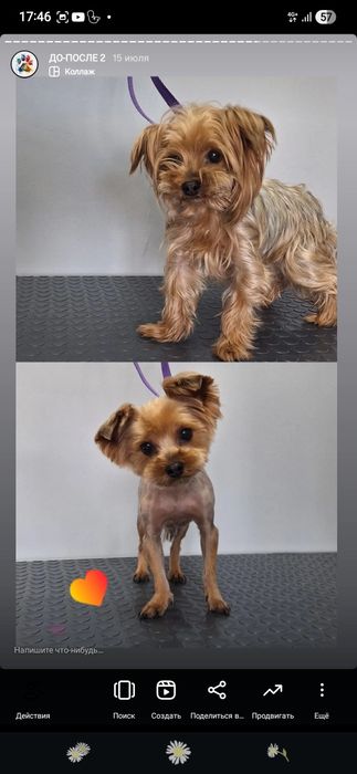 Груминг на дому стрижка собак