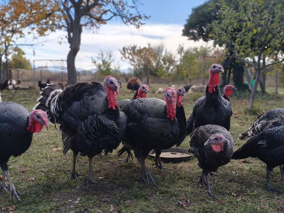 Продавам домашно гледани пуйки пуяци