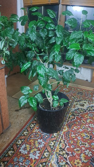 Цветы для уюта вашего дома