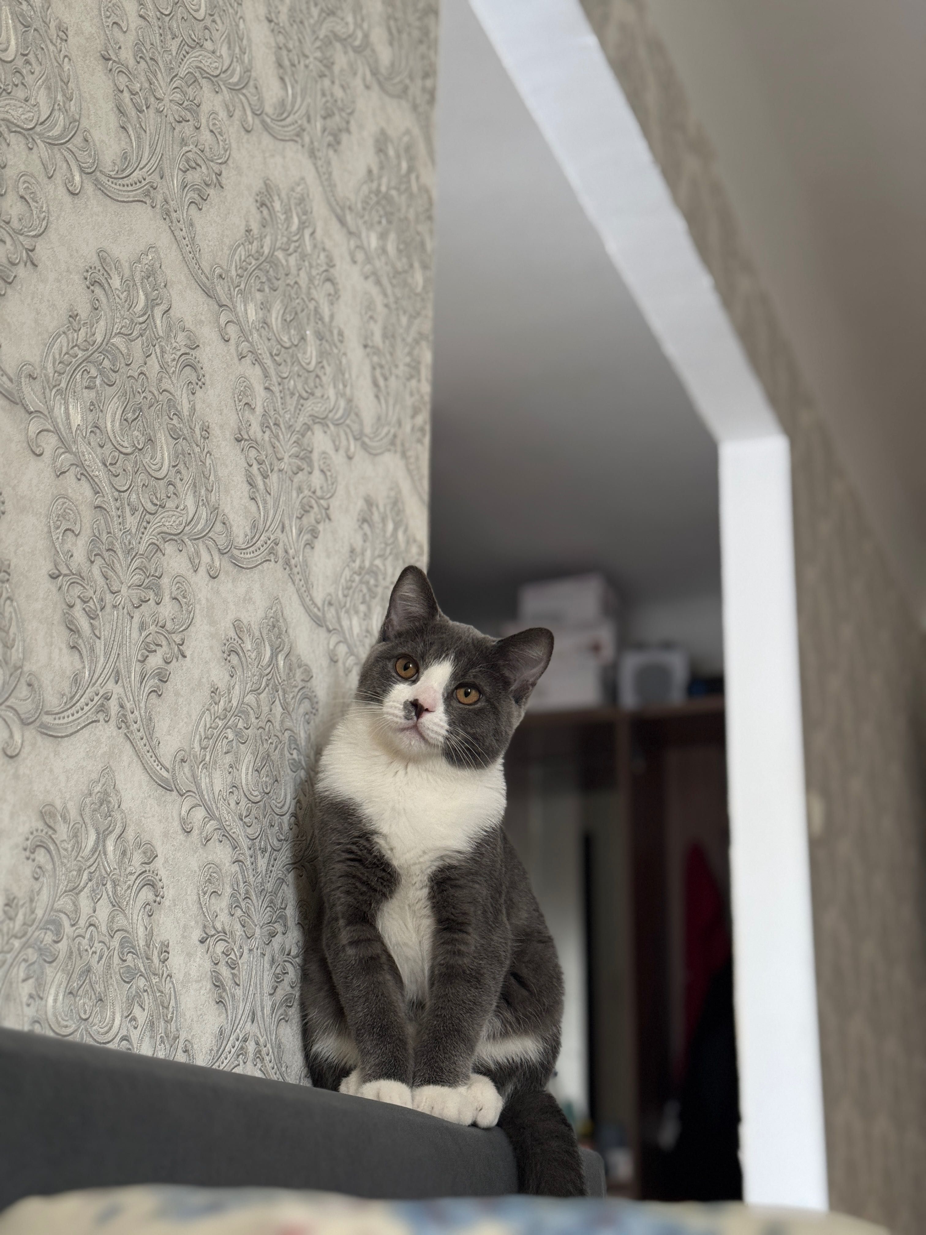 кот британец, мальчик не кастрирован