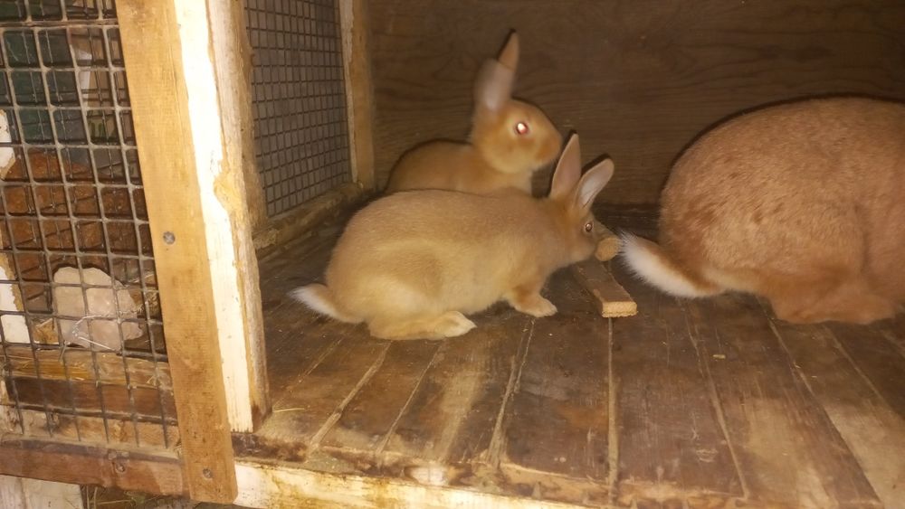 Продаётся крольчата Бургундия.