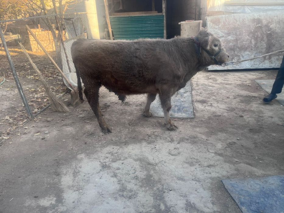 Корова ірі қара мал