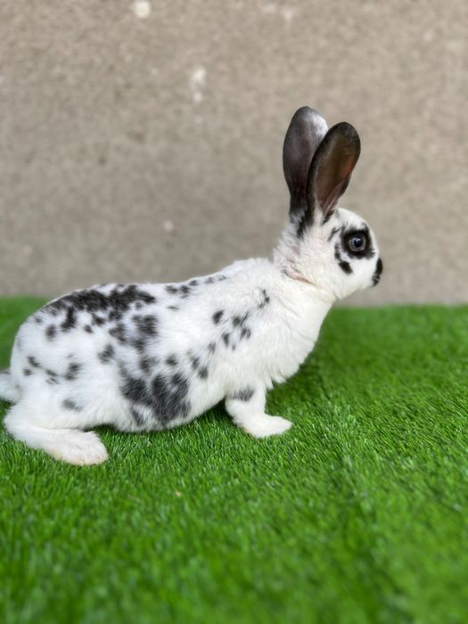 Рекс парода самец