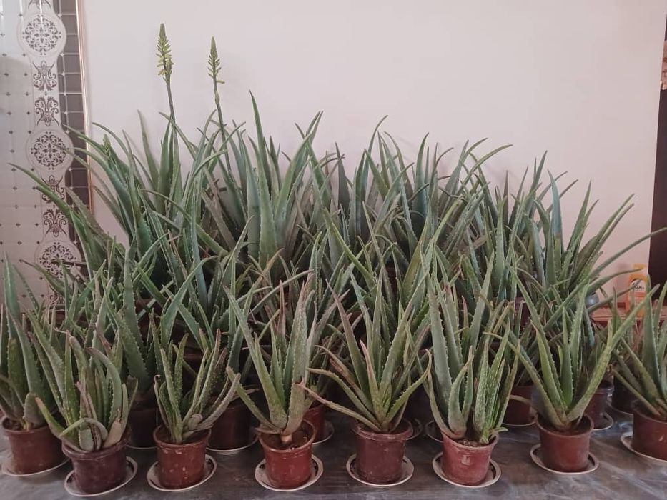 Алоэ гуллари шифобахш