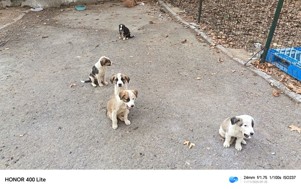 Щенки в хорошие руки. Отдам.