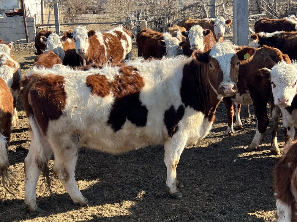 Продам коров Белоголовых с телятами 25 голов коров + телят 16 +15 2023