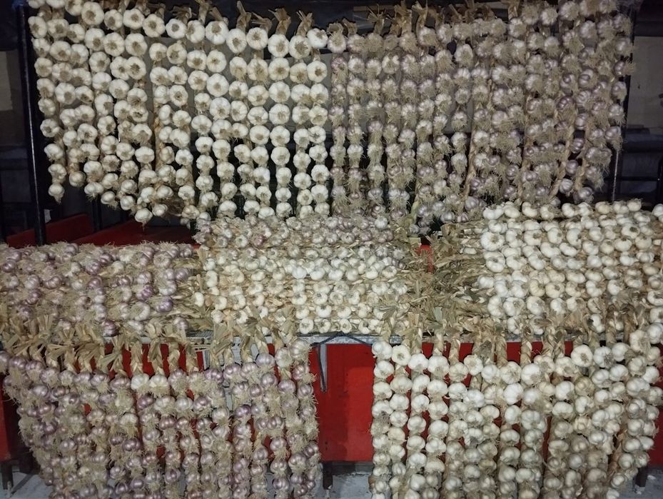 Sămânță usturoi de Copalau