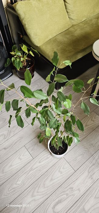 Бенджамин 100 см