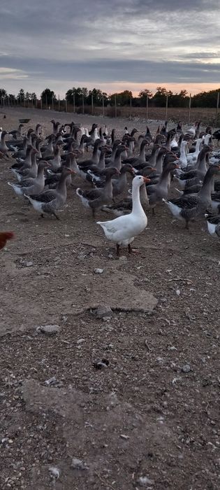 Vând gâște soi mare