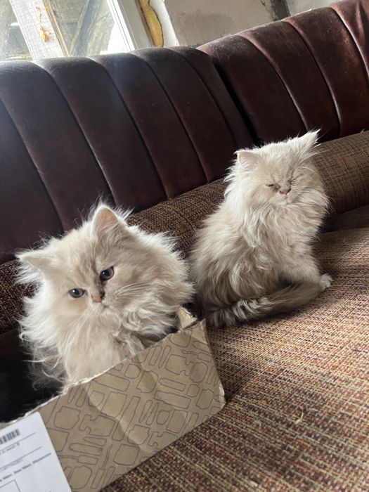 Puiuți de pisica persana de Himalaya