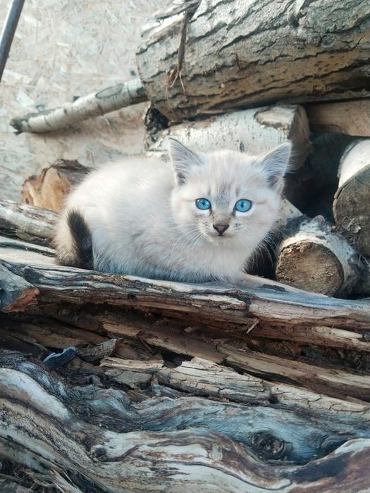 Котята 3 девочки
