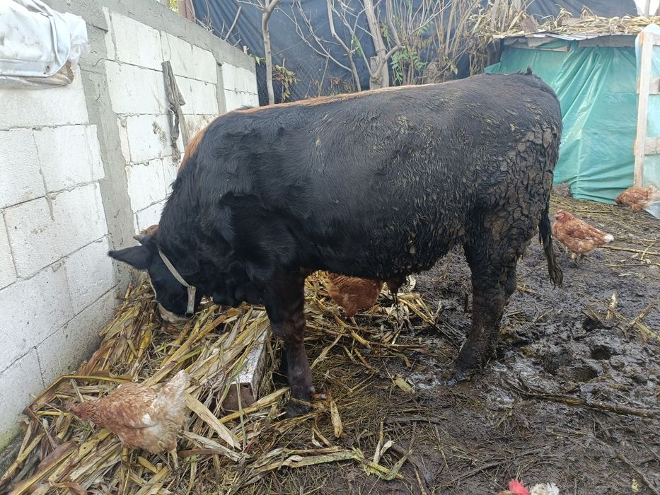 Taur  vanzare 7 luni