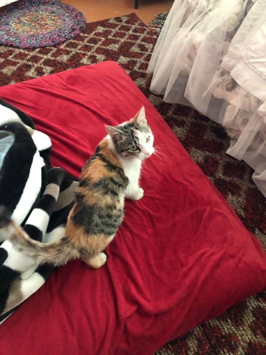 Mushuk hadyaga qiz bola