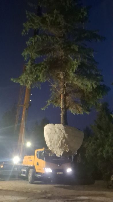 Профессиональная посадка-пересадка деревьев Лечение деревьев спил дере