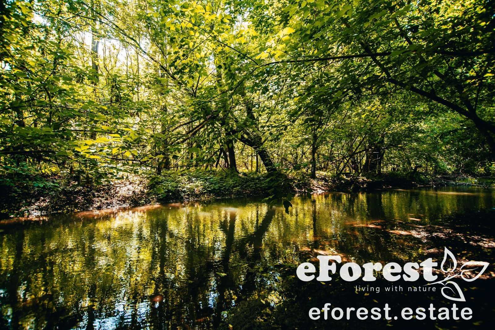 Loturi în eForest, lângă liziera pădurii, direct din Drumul Național