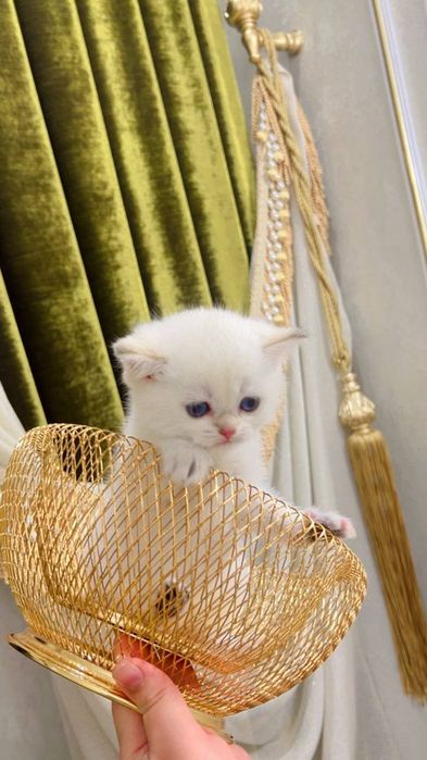 Тоза зотли золотой шиншила