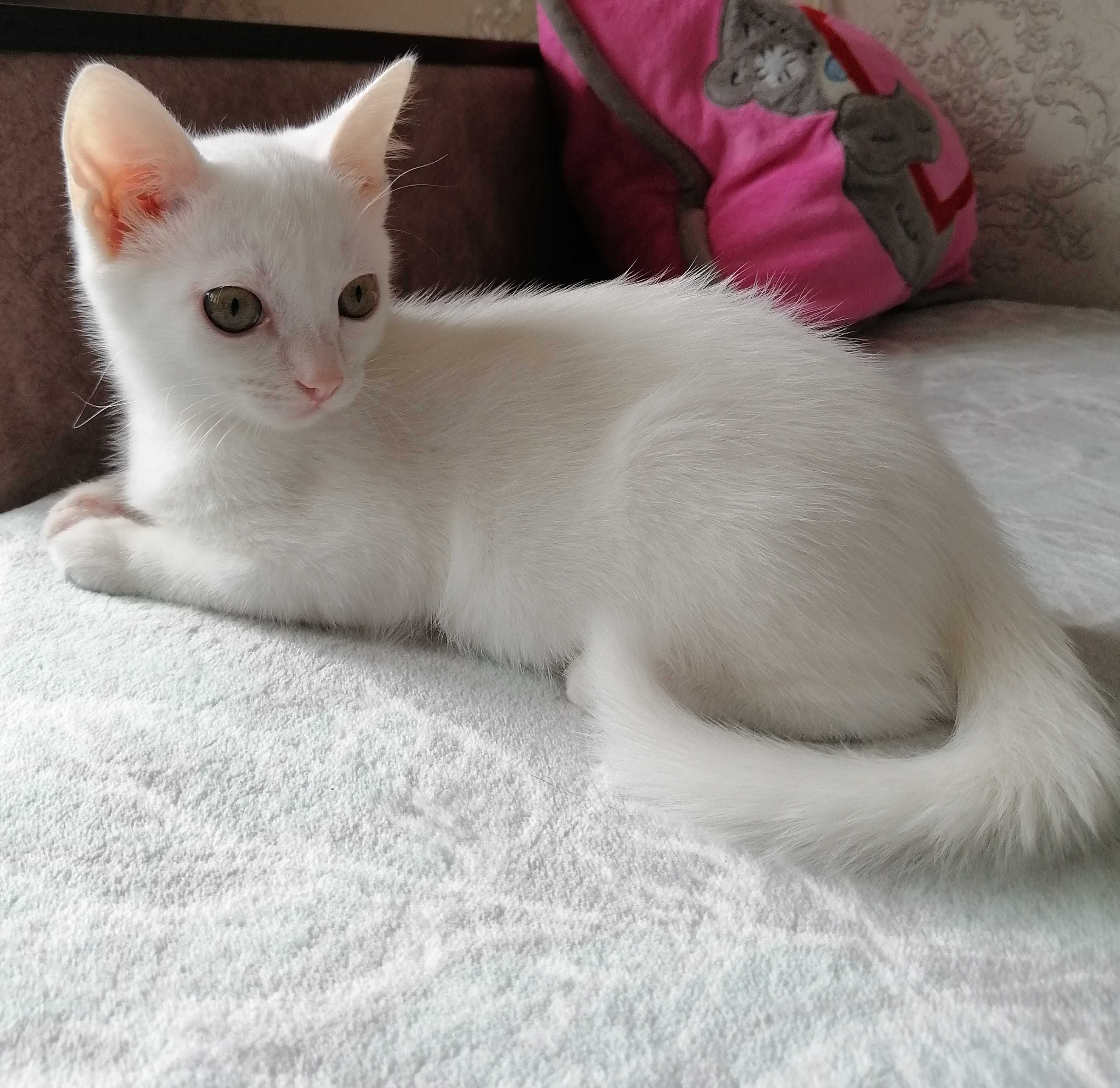 Кошечка ищет любящую семью