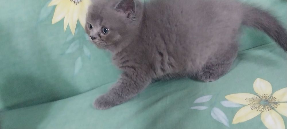 Скоттиш фолд хейланд  Скоттиш страйт хейланд