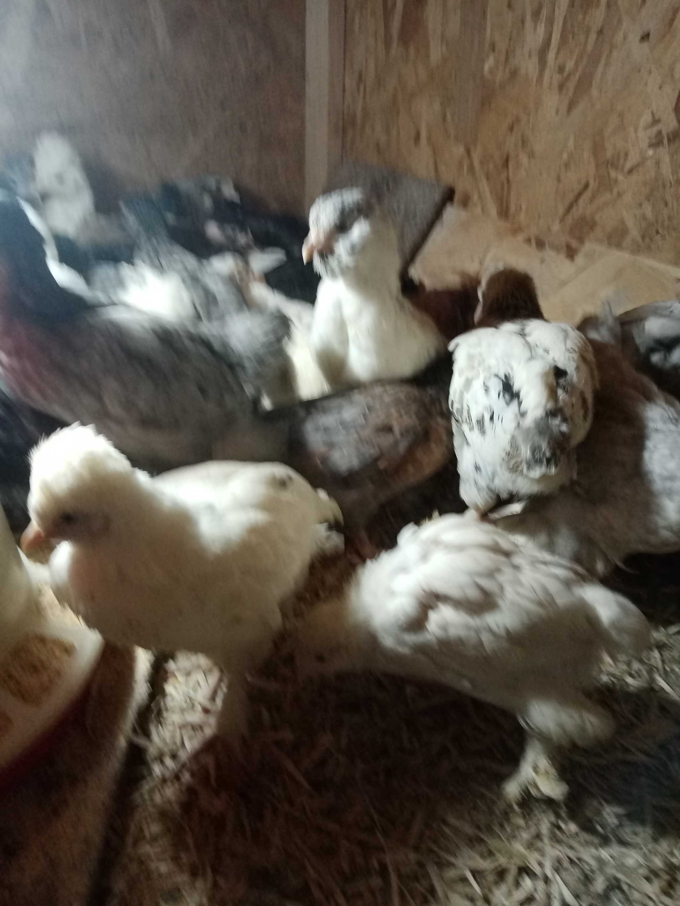 Vând pui moțați, bărboși si încălțați
