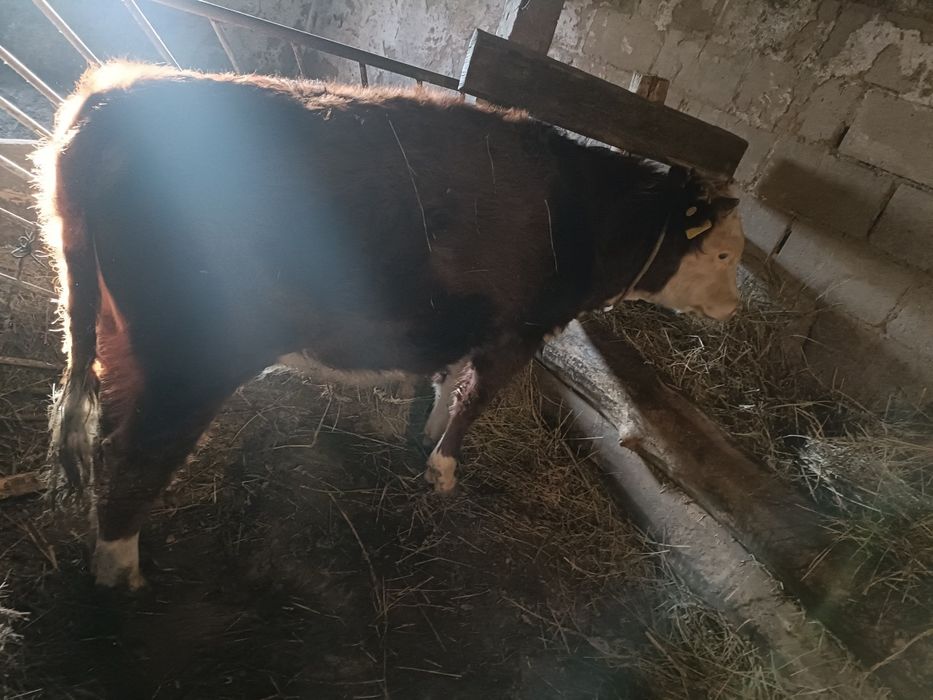 Продам откорм подсос  бычки