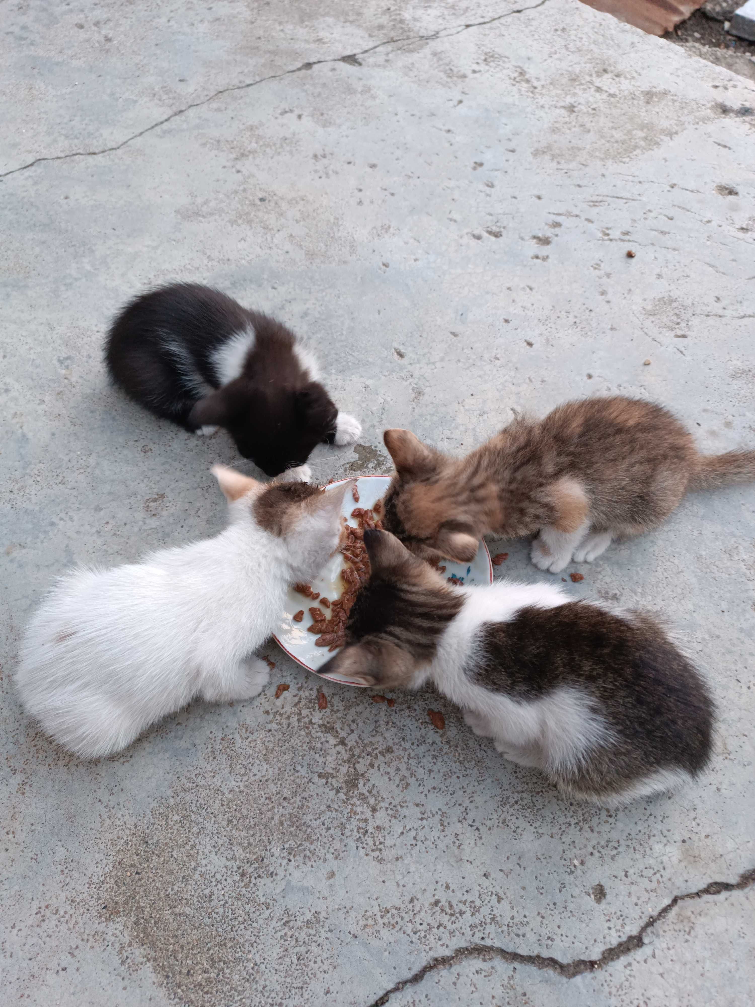 Подарявам котенца