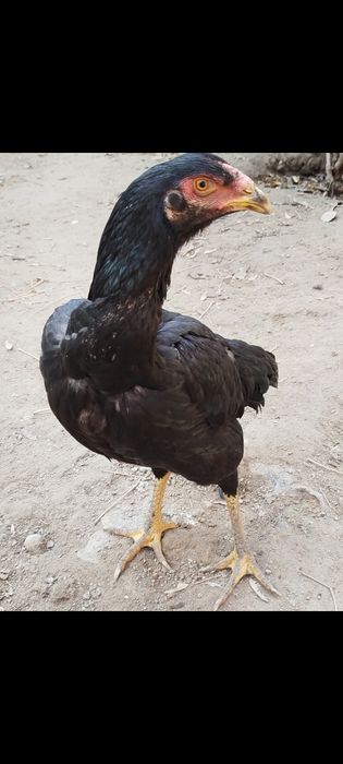 3 Моки 1 хуроз сотилади.