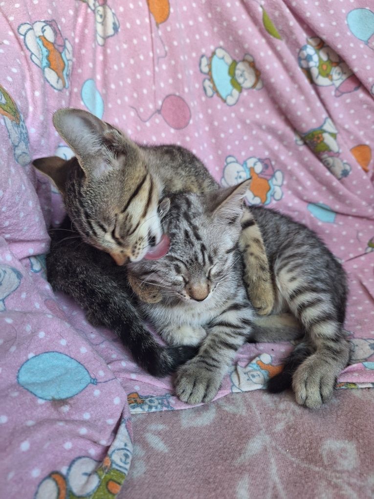 Подарявам котета