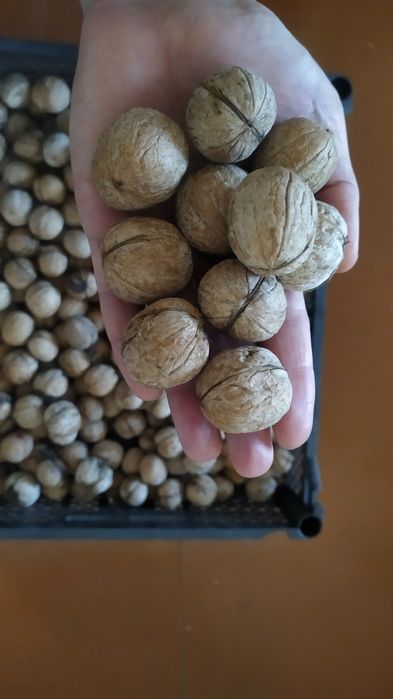 Продам грецкие орехи.