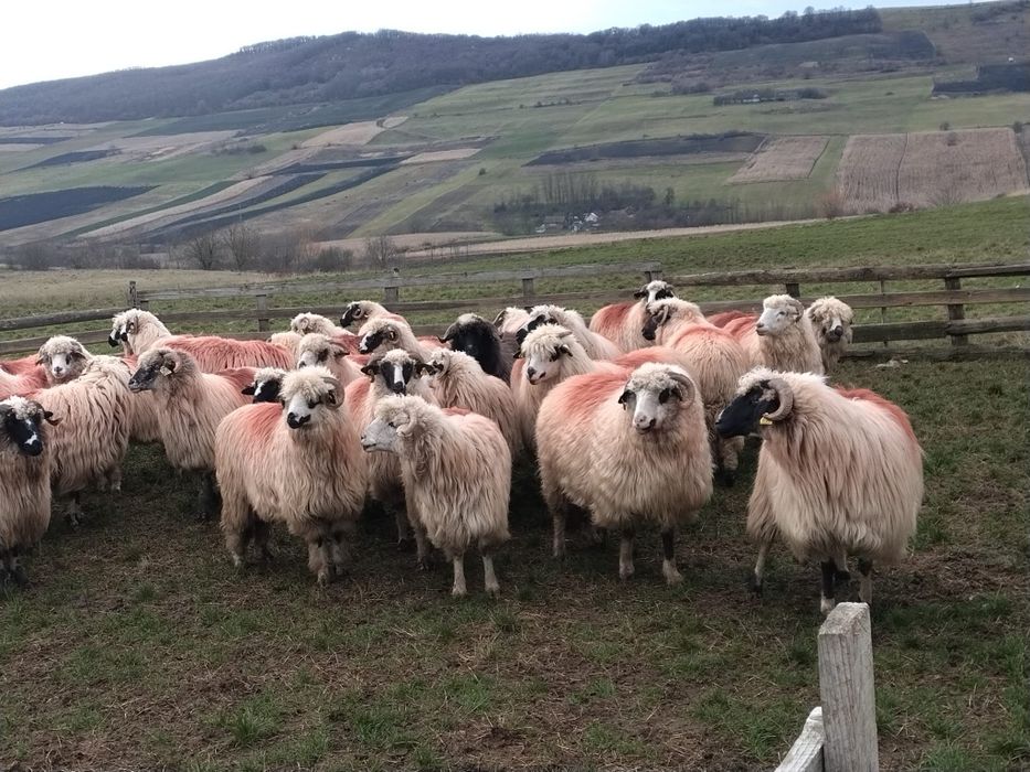 Vând 60 de oi tinere