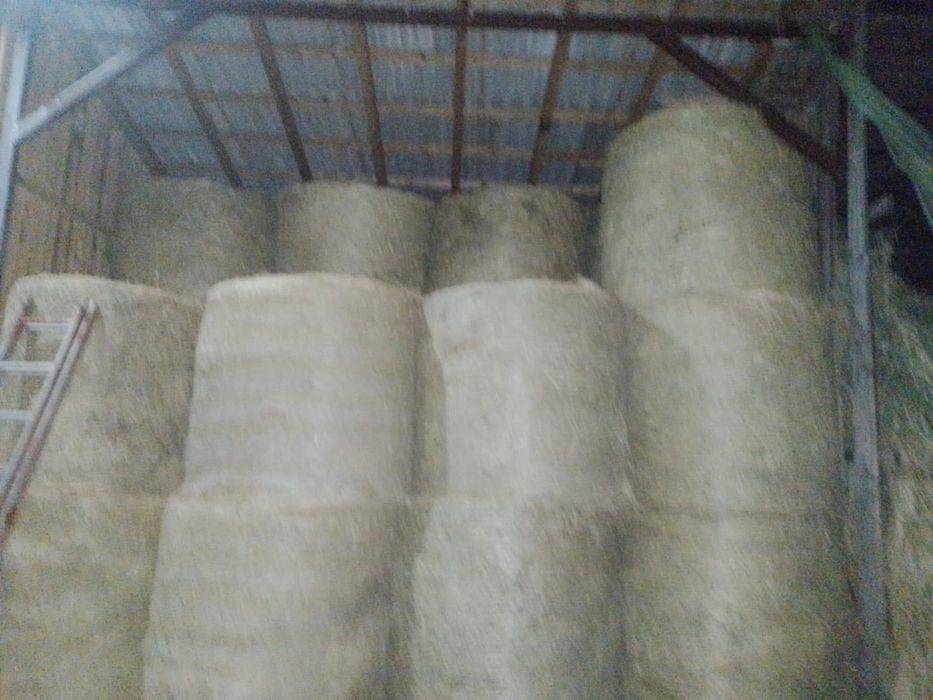 Vând baloți de fân rotunzi, calitatea întâi, 300 lei/buc