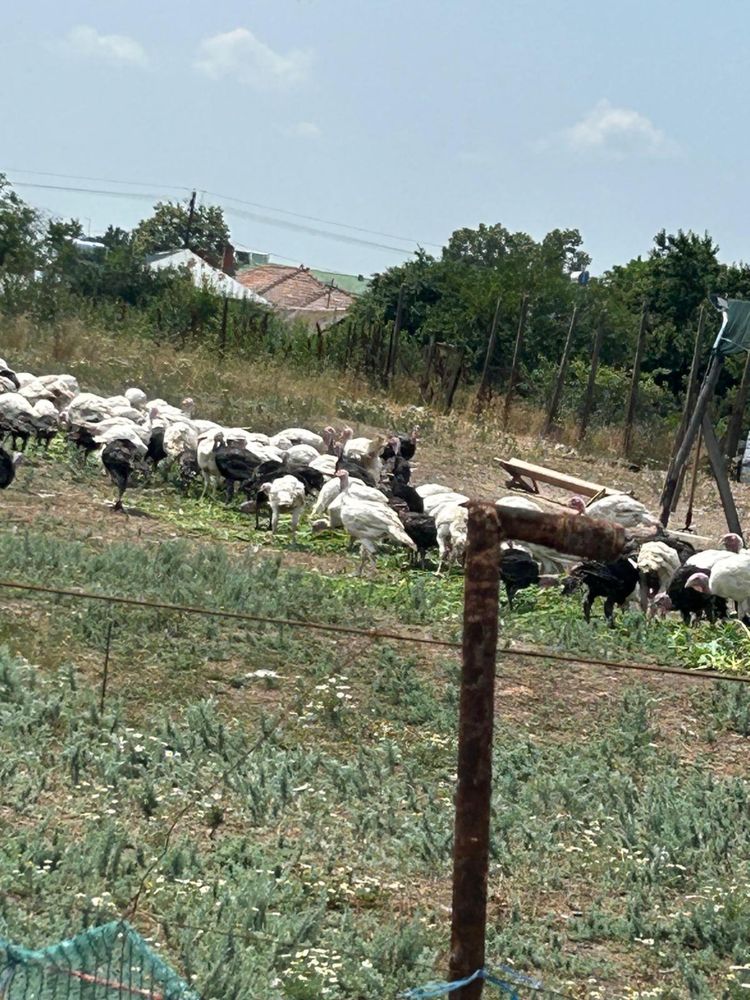 Vand curcani crescuti natural