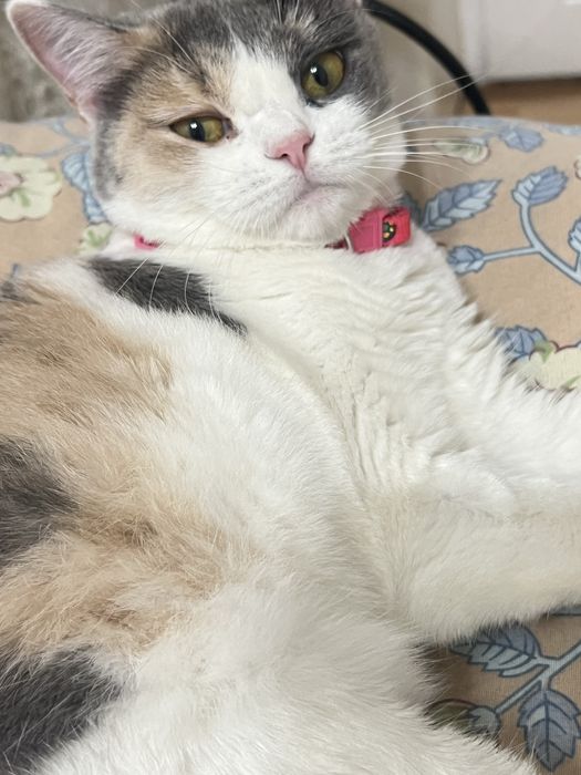 Mushuk hadya qilaman