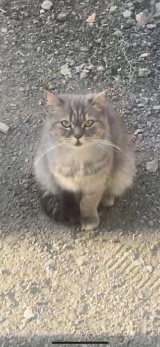 Кошечка в добрые руки