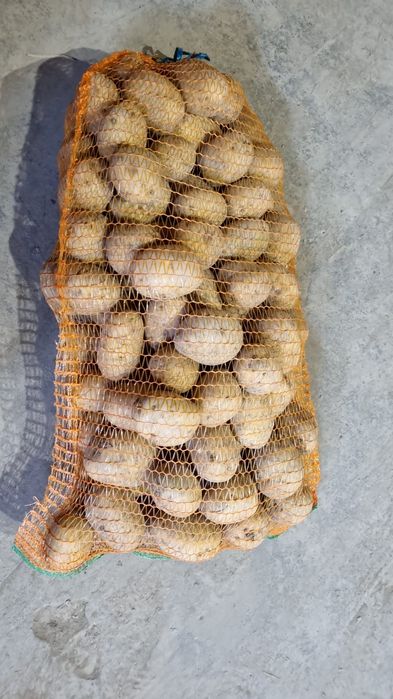 Cartof alb de vanzare