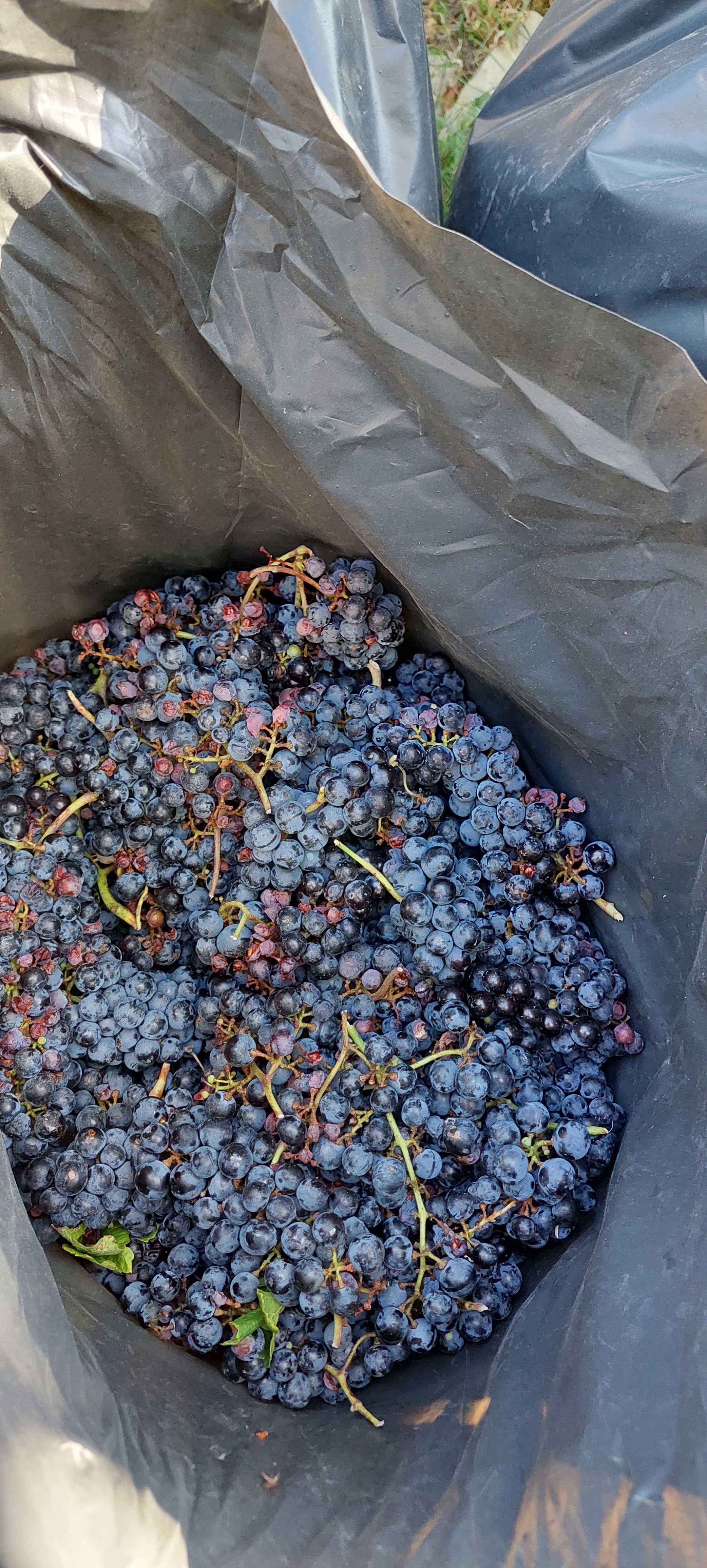 Продавам грозде мерло