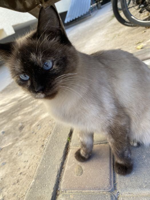 Сиямыская очен хорошый