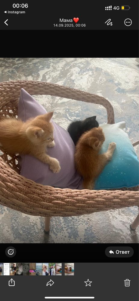 Котята породистые