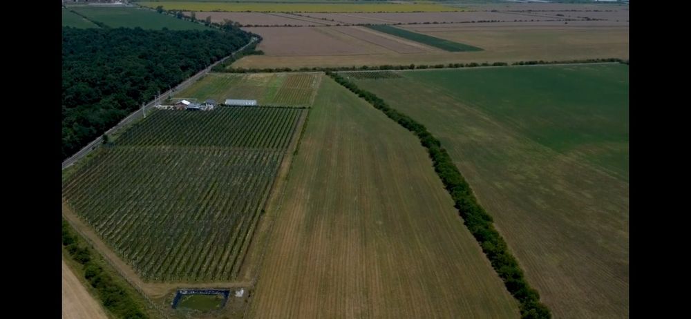 Afacere plantatie fructe