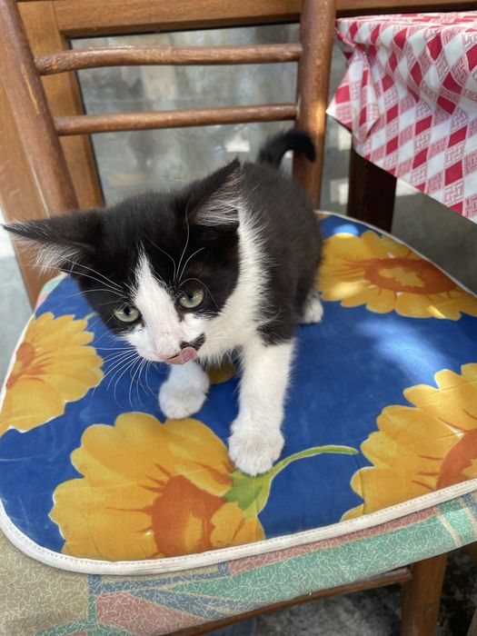 Мъжко коте на 2 месеца