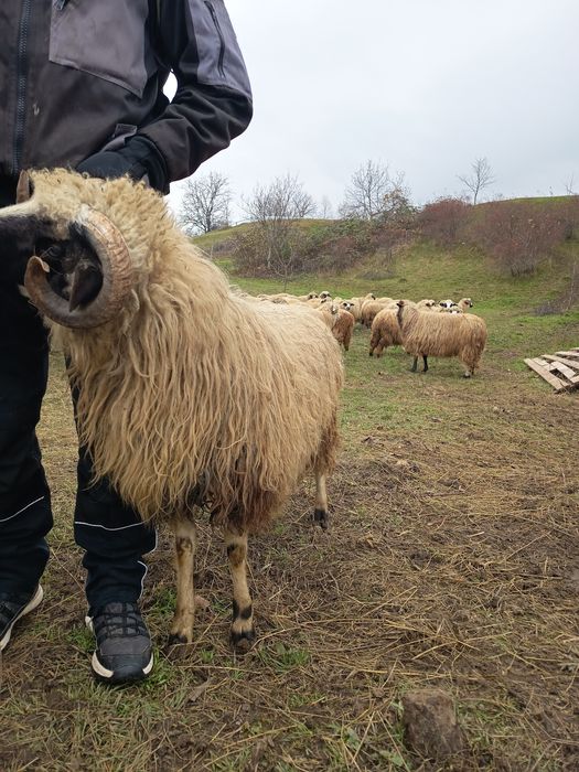 Vad cârlani de anu asta