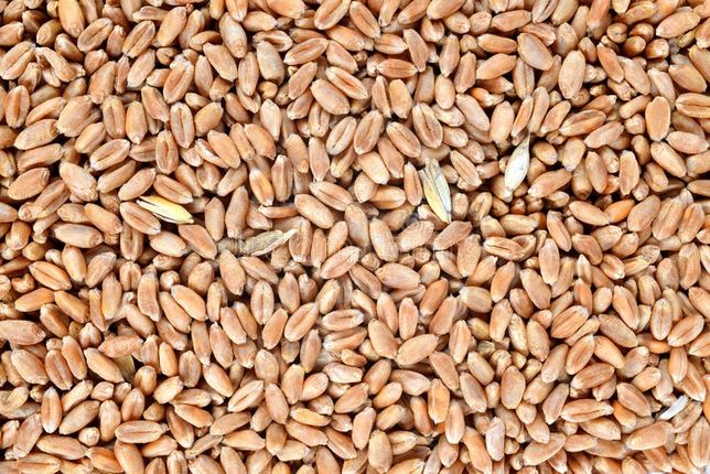 Продам ячмень комбикорм зерно овёс пшеница отруби кукуруза зерно отход